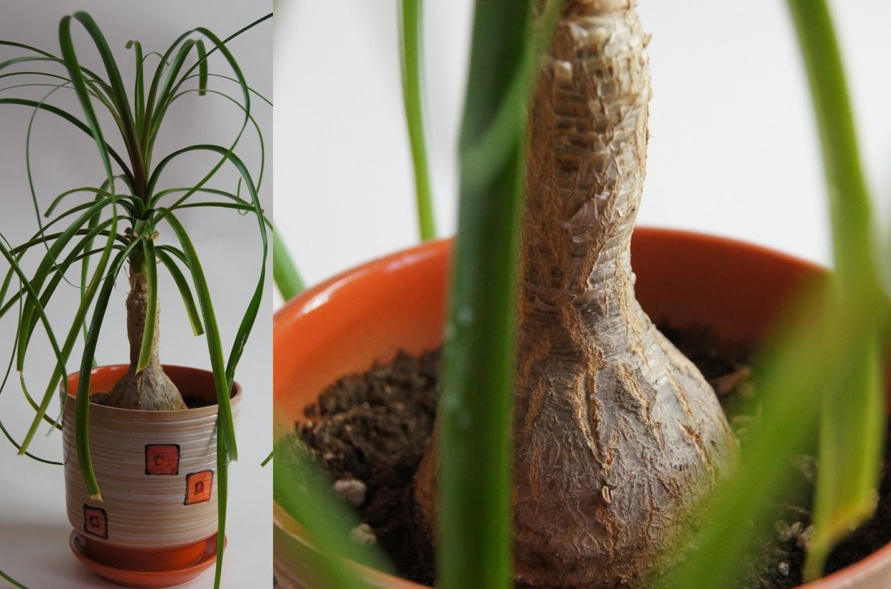 Пальма Нолина Бокарнея