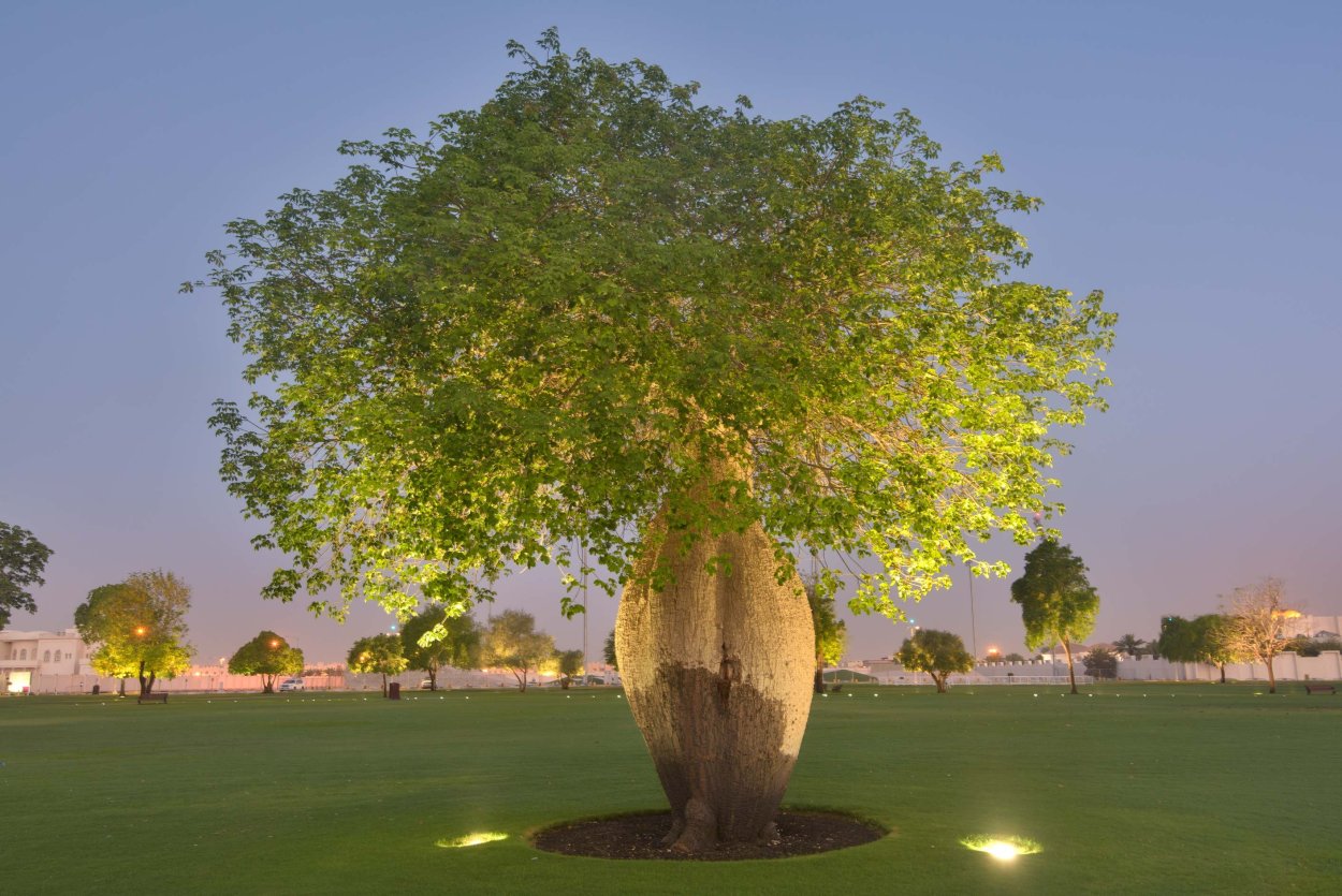 Дерево Ceiba speciosa