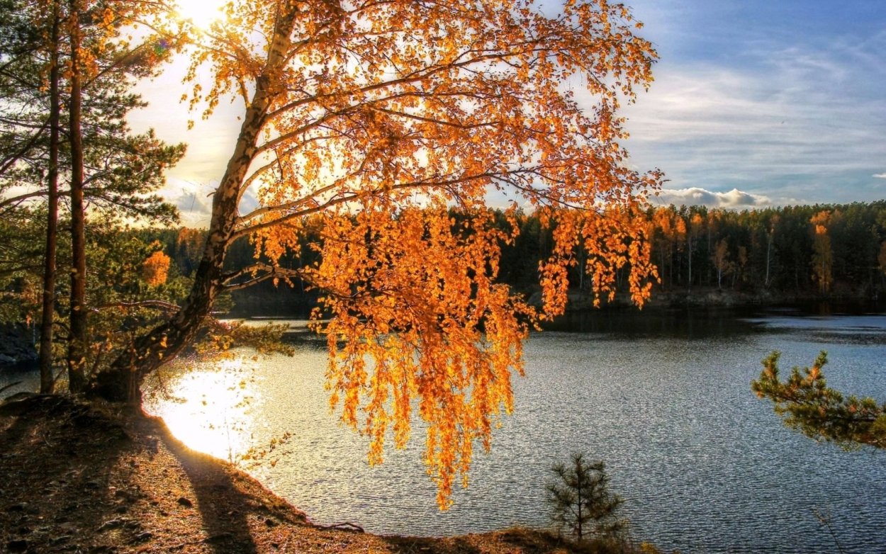 Осень береза у реки