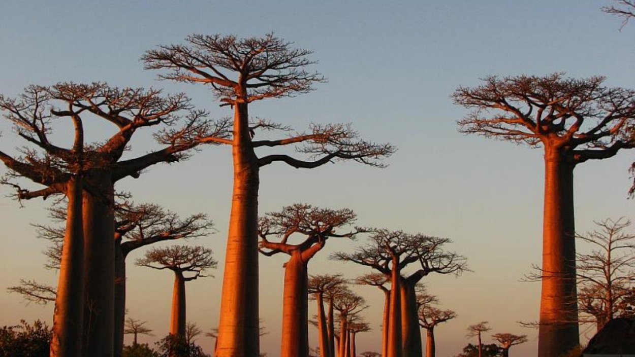 Адансония Грегори