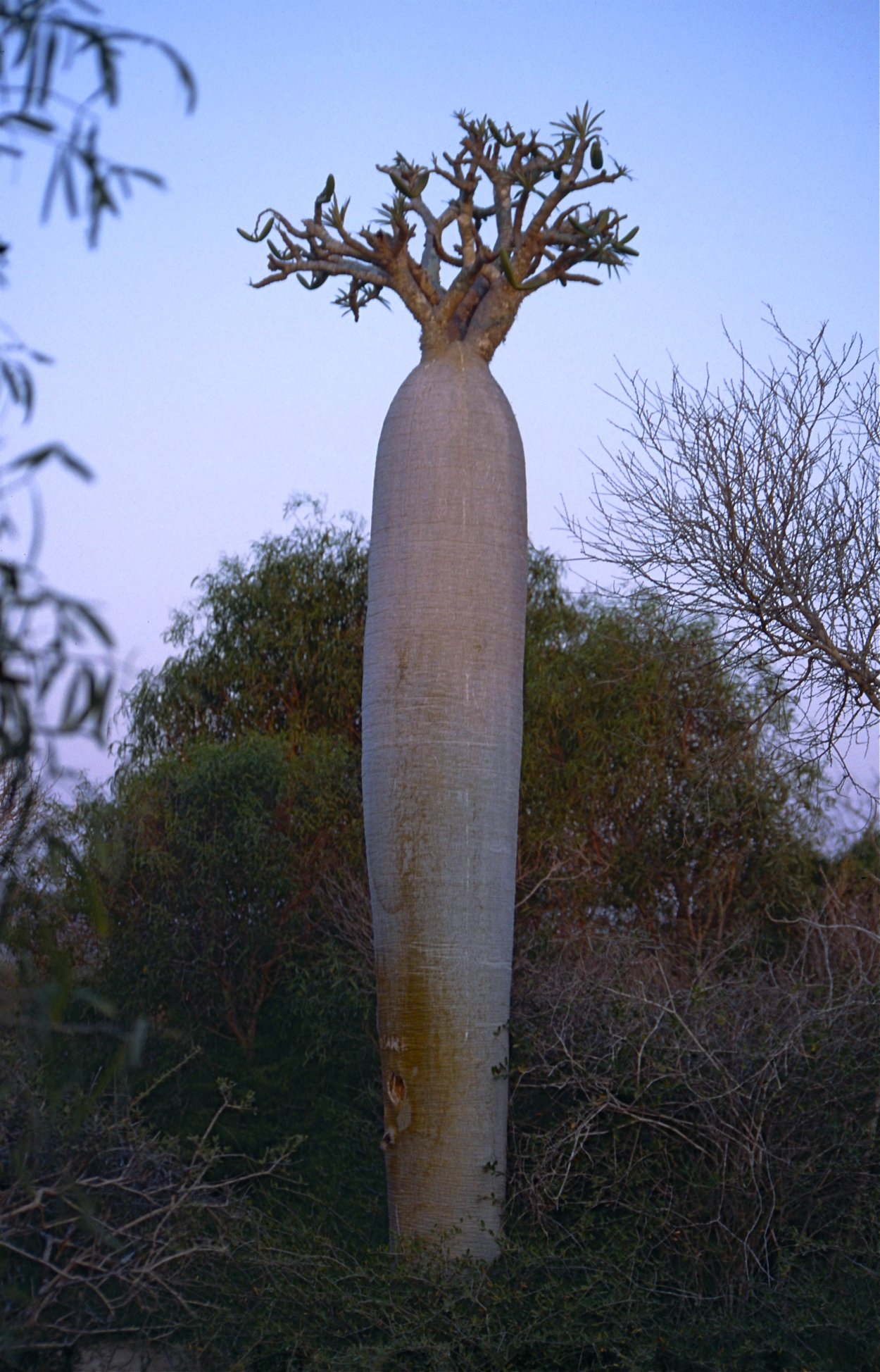 Остров Сокотра Флора и фауна