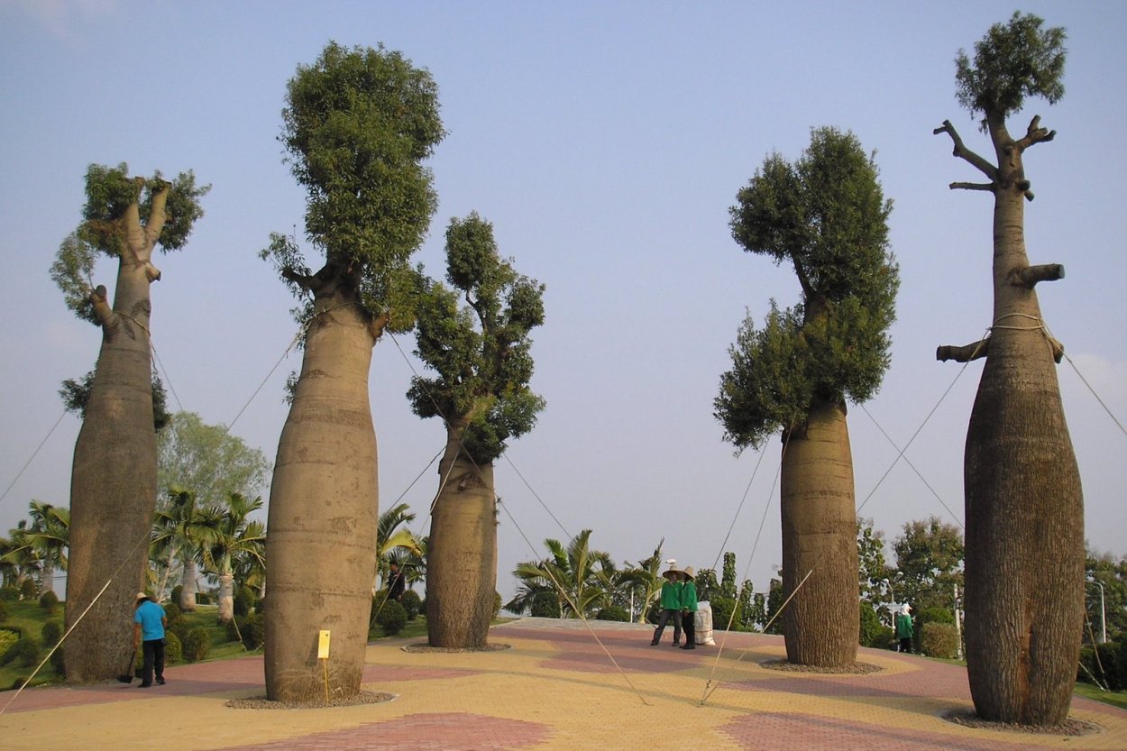 Австралийский баобаб бутылочное дерево