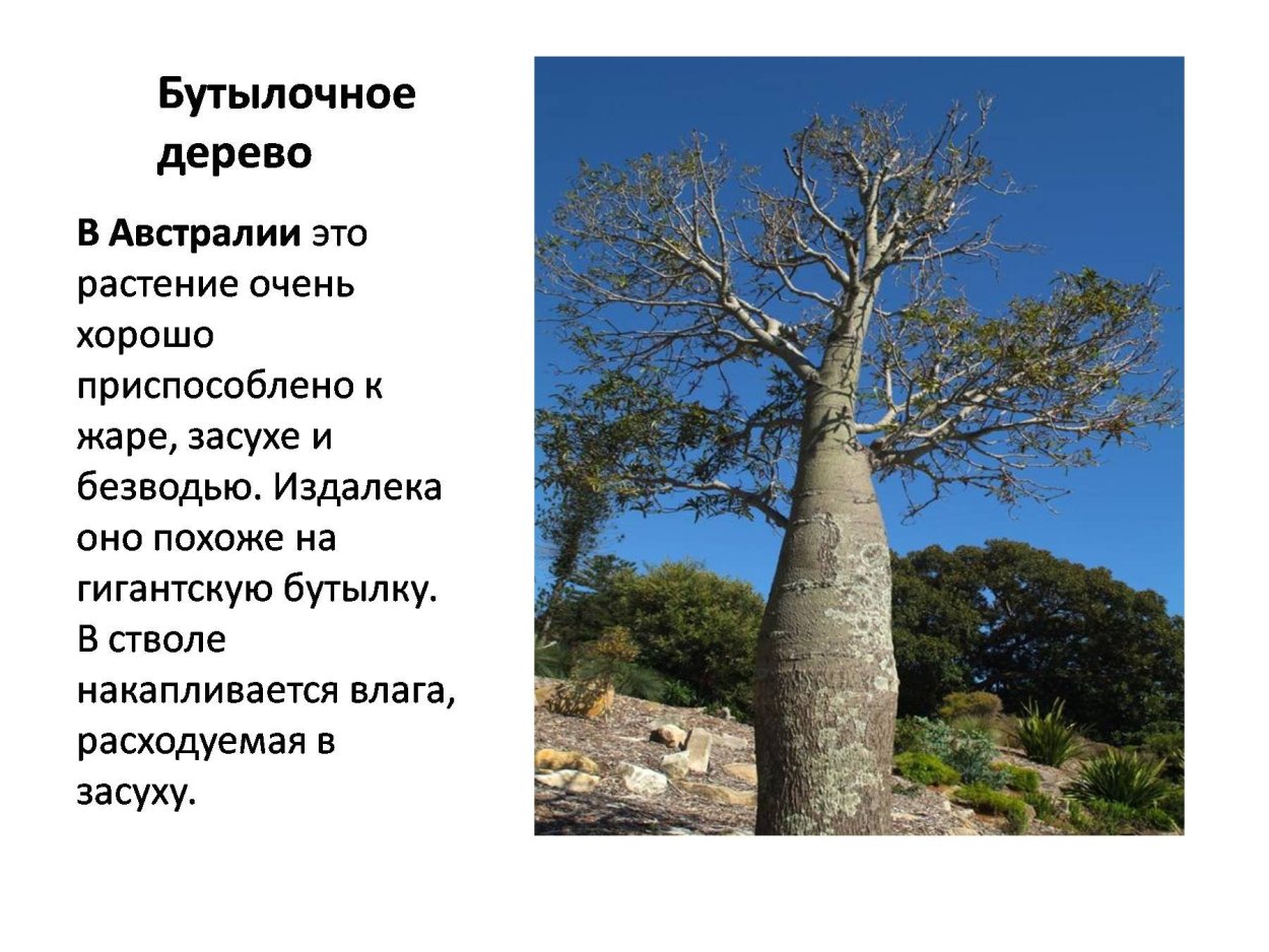 Эндемики Австралии бутылочное дерево