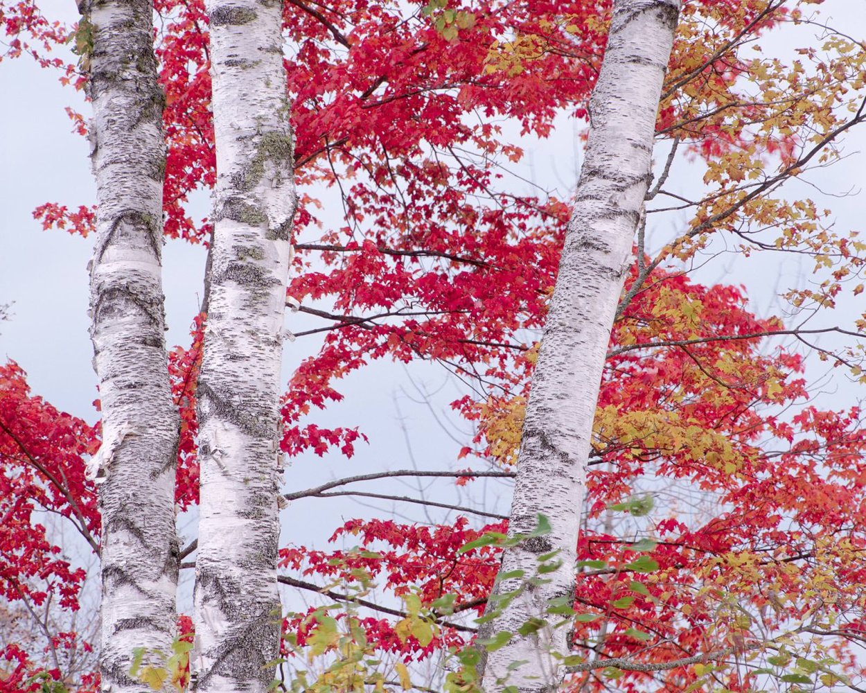 Красная береза