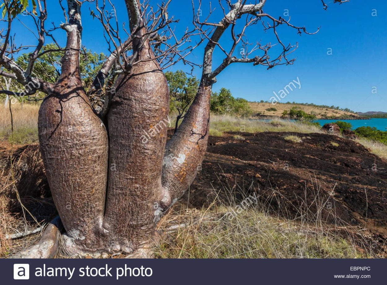 Баобаб дерево ареал