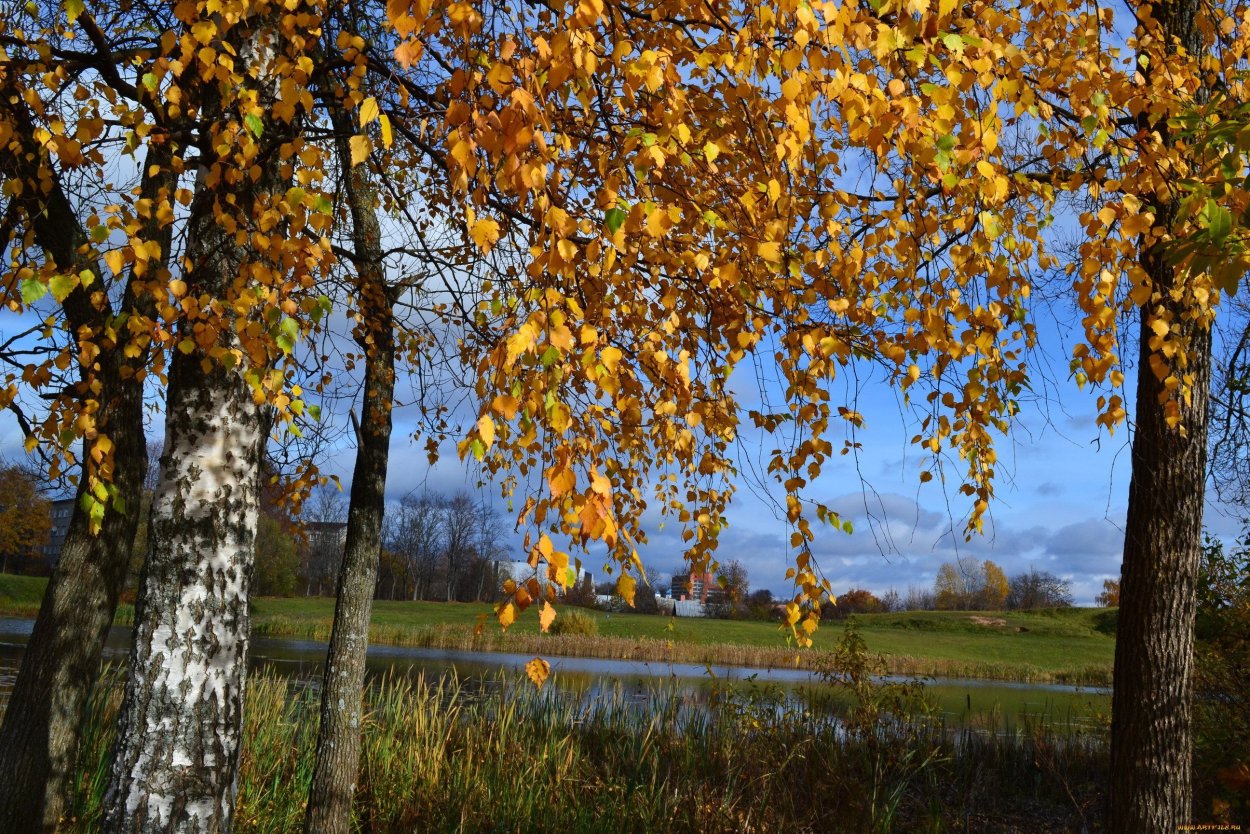 Золотая береза
