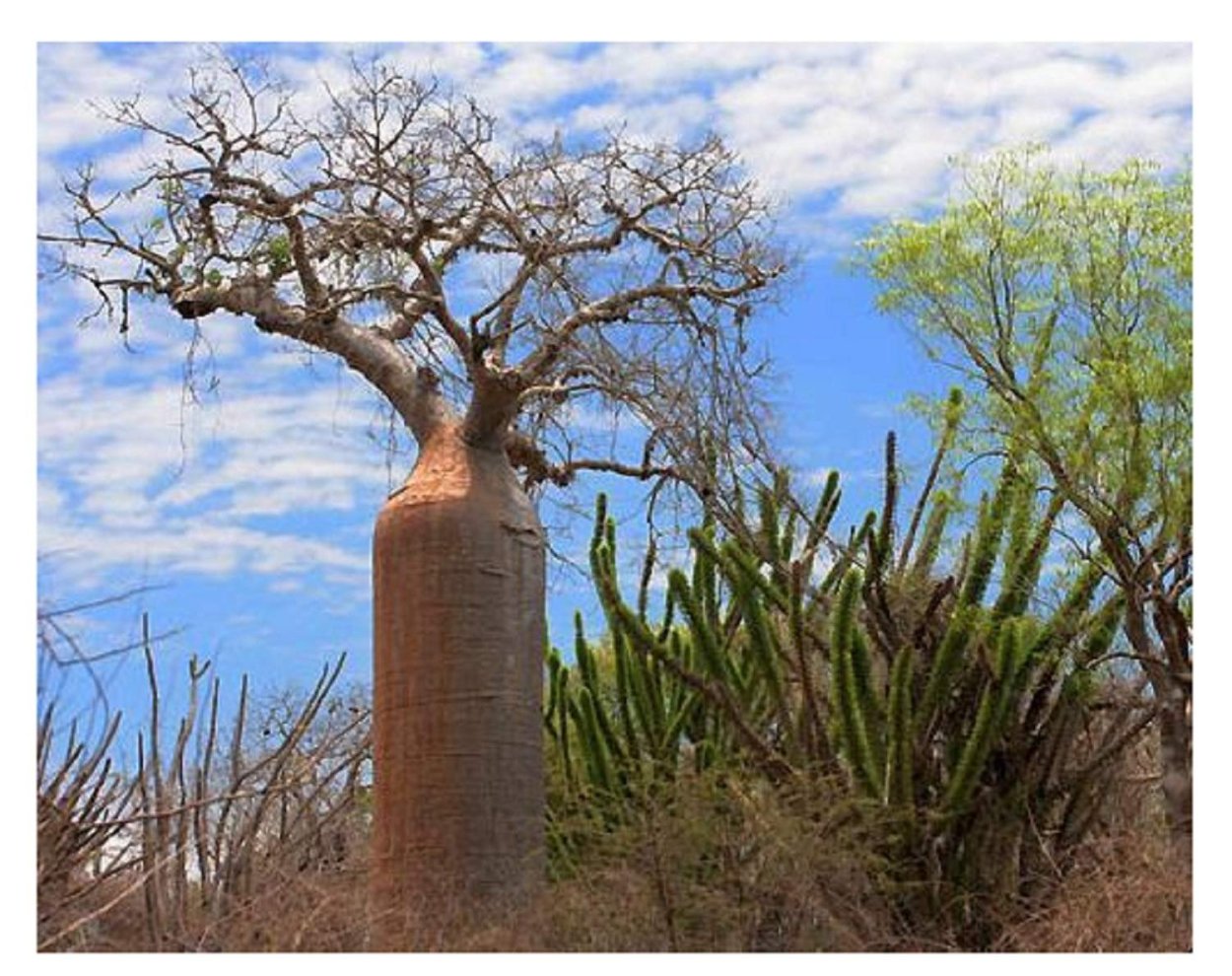 Бутылочное дерево Африки