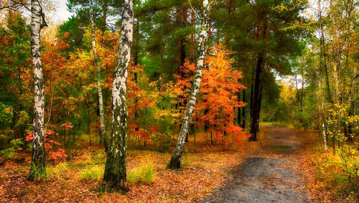 Сосновый Бор Сосенки осень