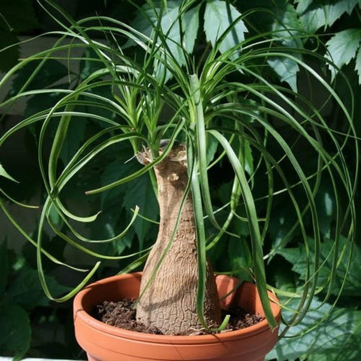 Баобаб Грегори Австралия