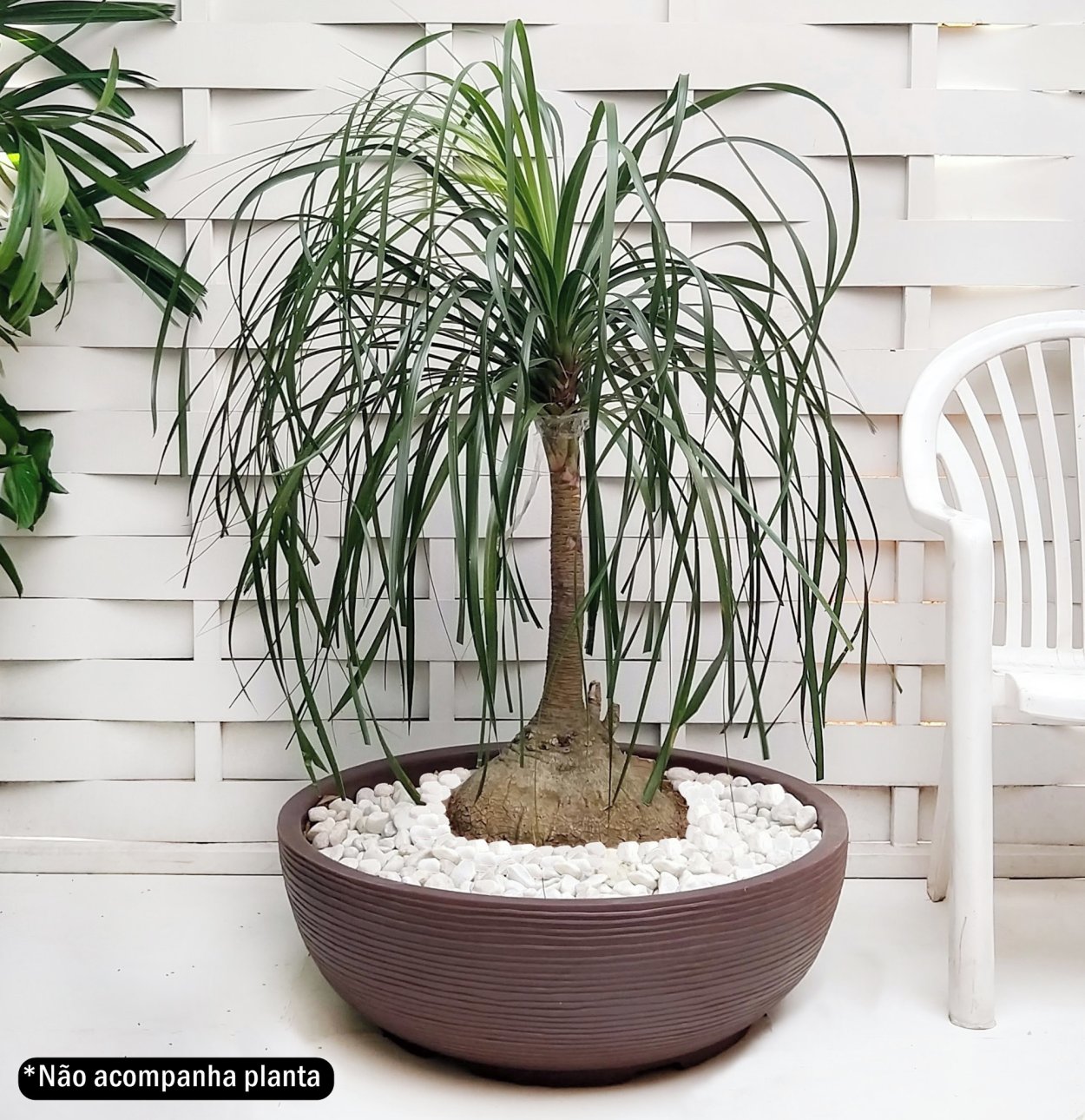 Нолина техасская