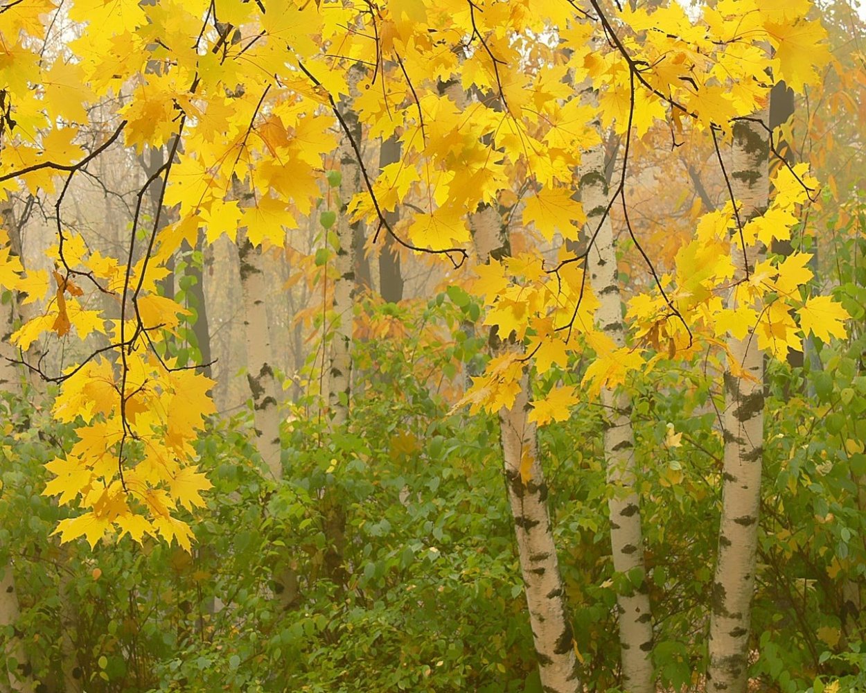 Листопад березы