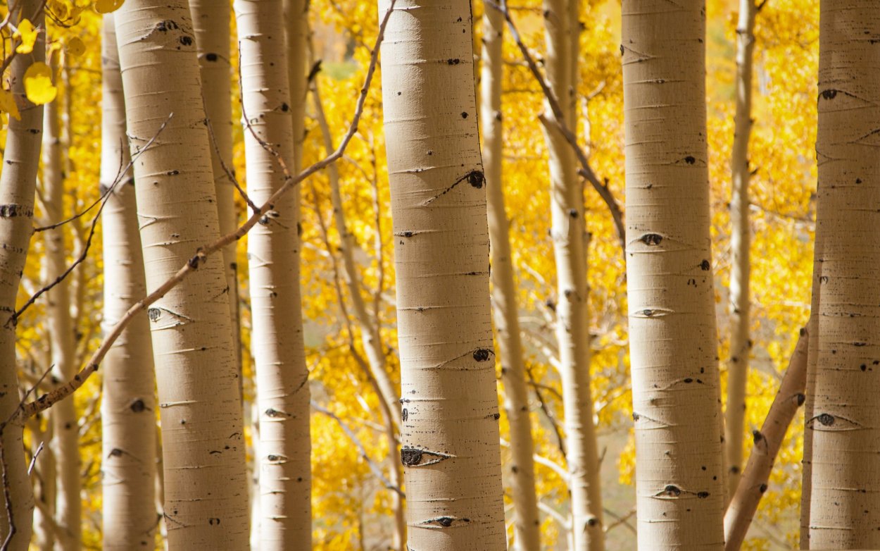 Берёза жёлтая