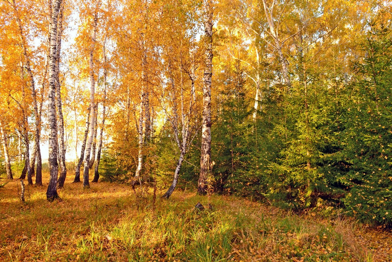 Сергей Александрович Есенин Золотая роща
