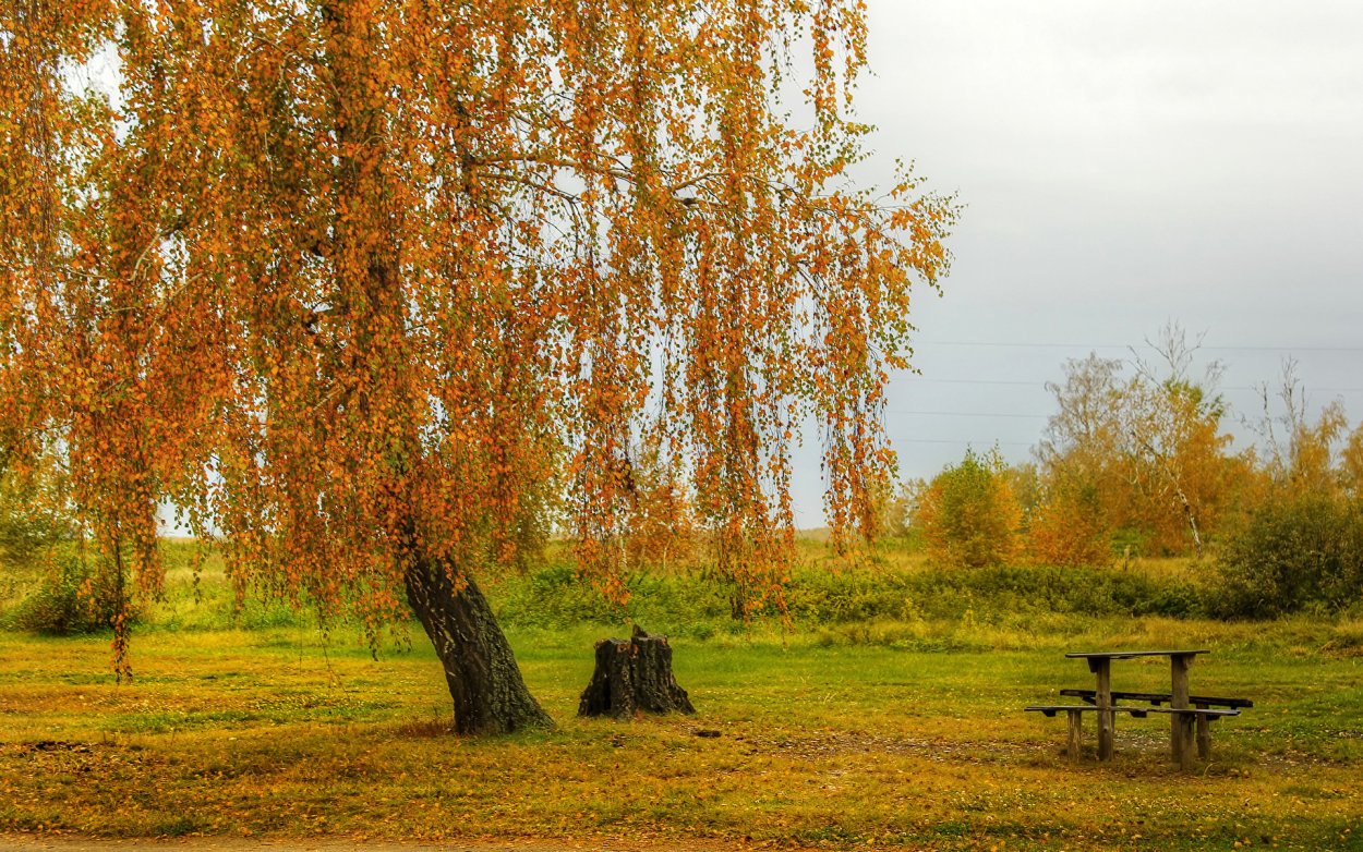 Береза повислая осень