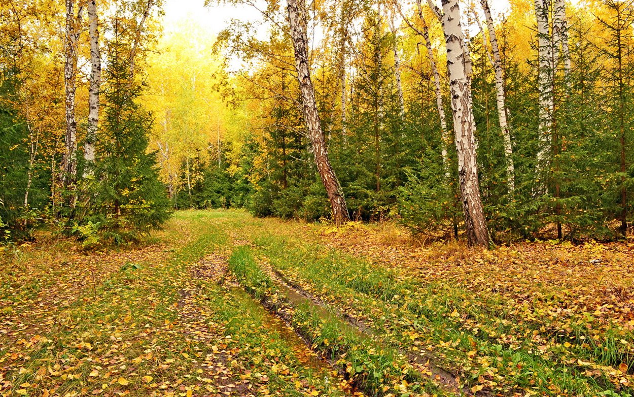 Атемарский лес Саранск