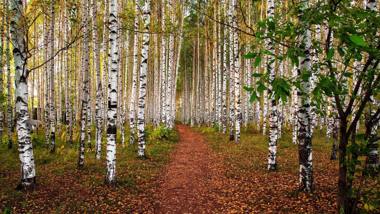 Березовая роща Кострома