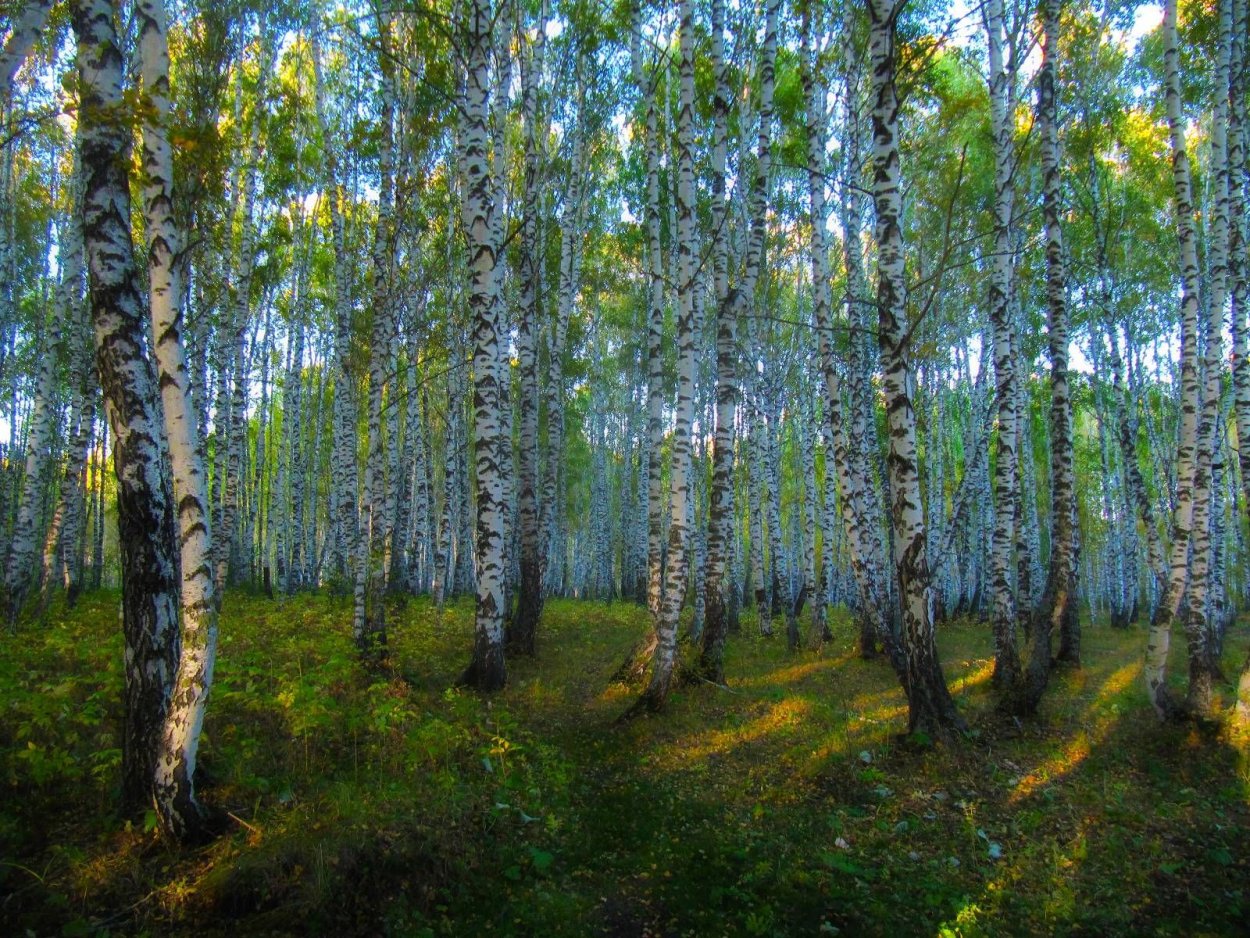 Алтайский заповедник береза бородавчатая