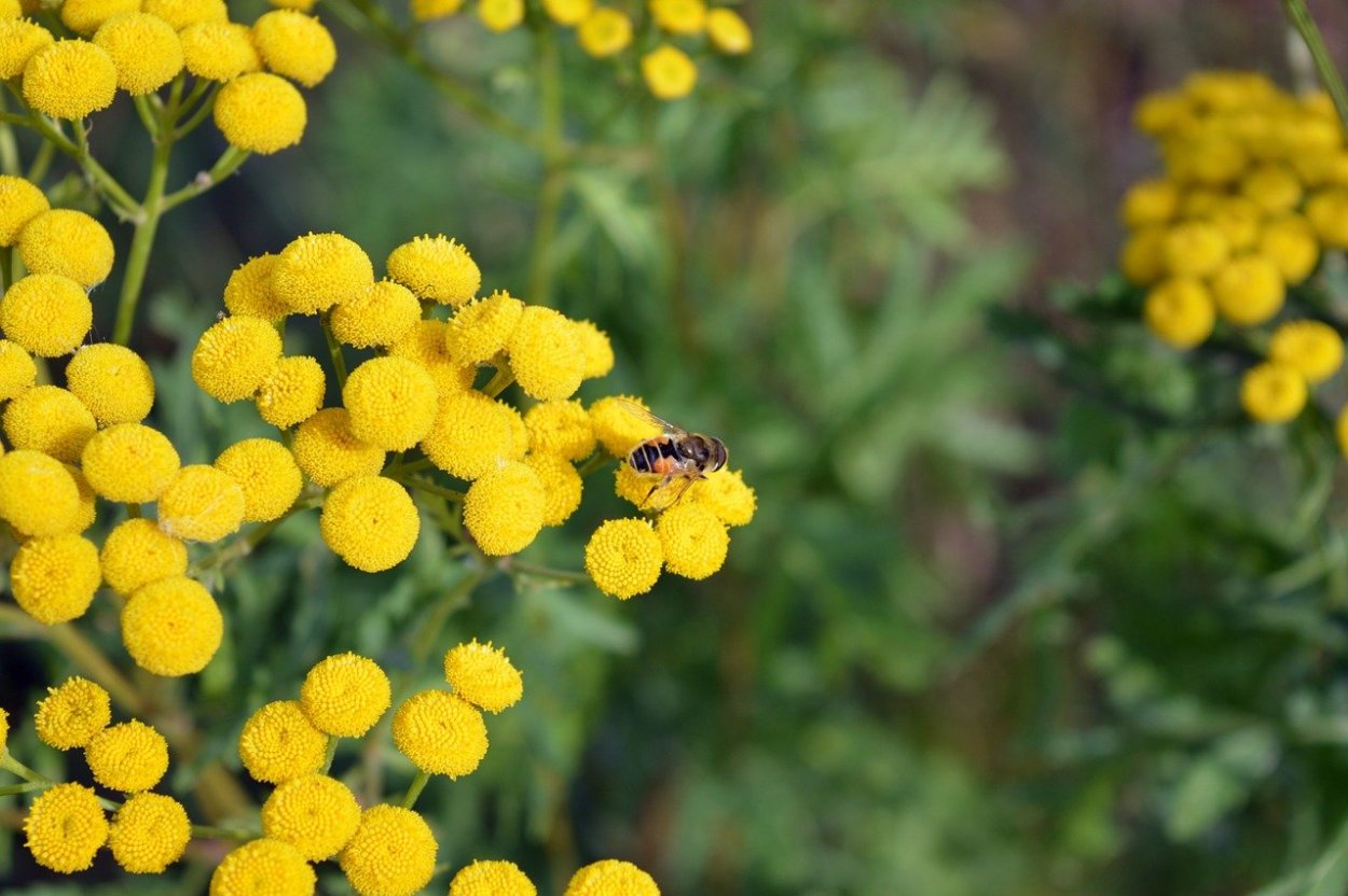 Пижма обыкновенная (Tanacetum vulgare)