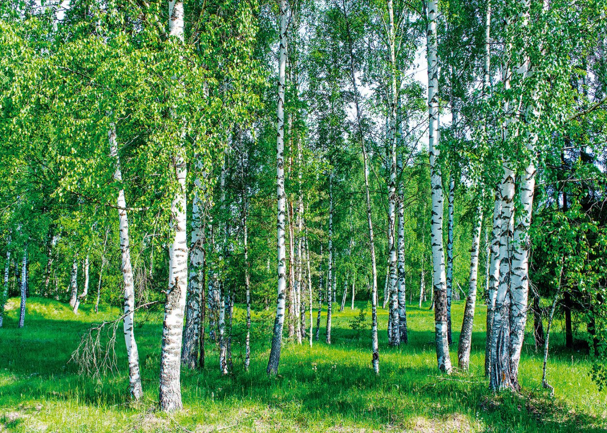 Березовая роща Челябинская область