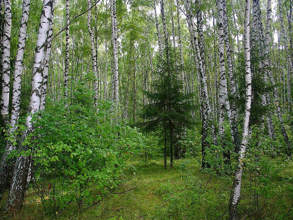 Елово широколиственный лес