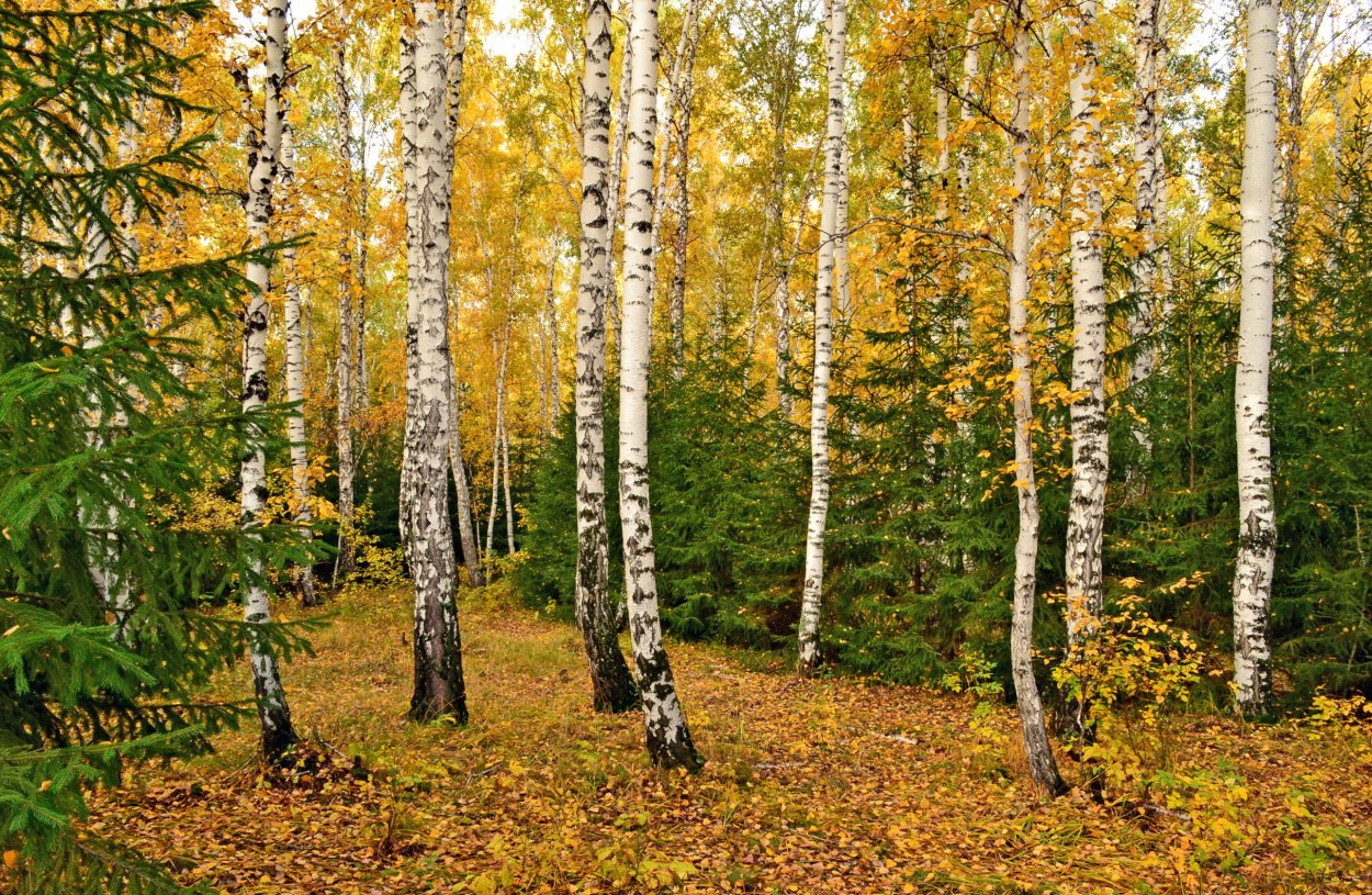 Береза в еловом лесу