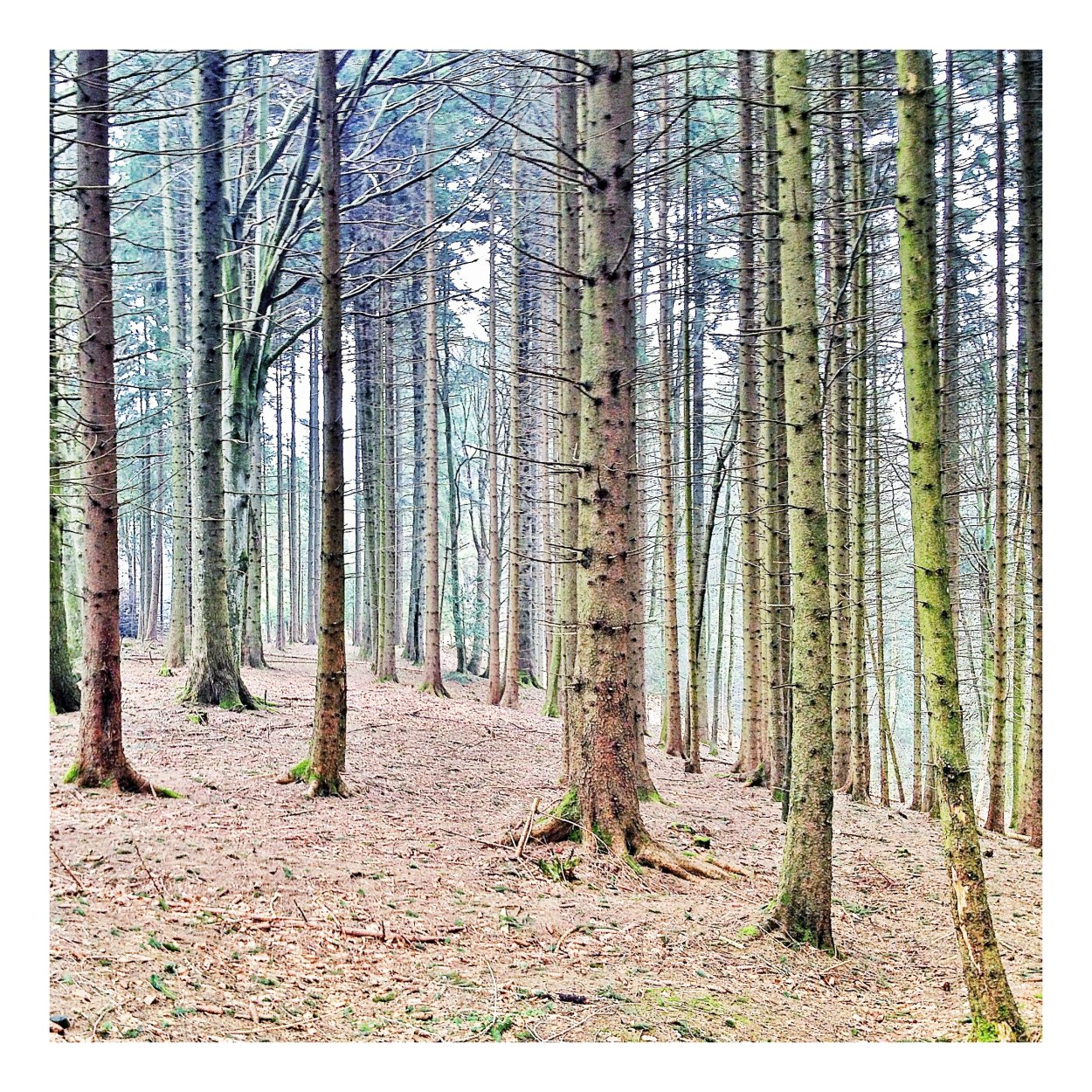 Березово-лиственничный лес