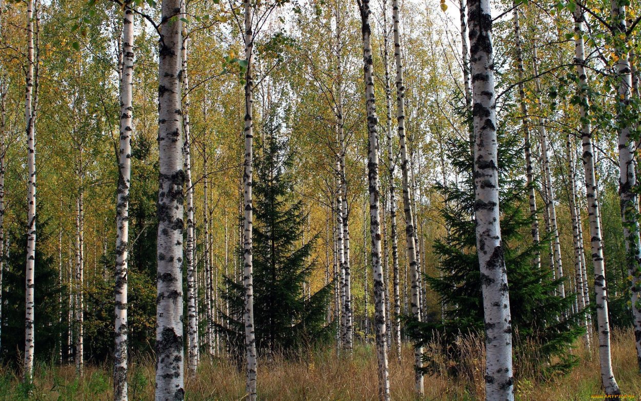 Береза в тайге