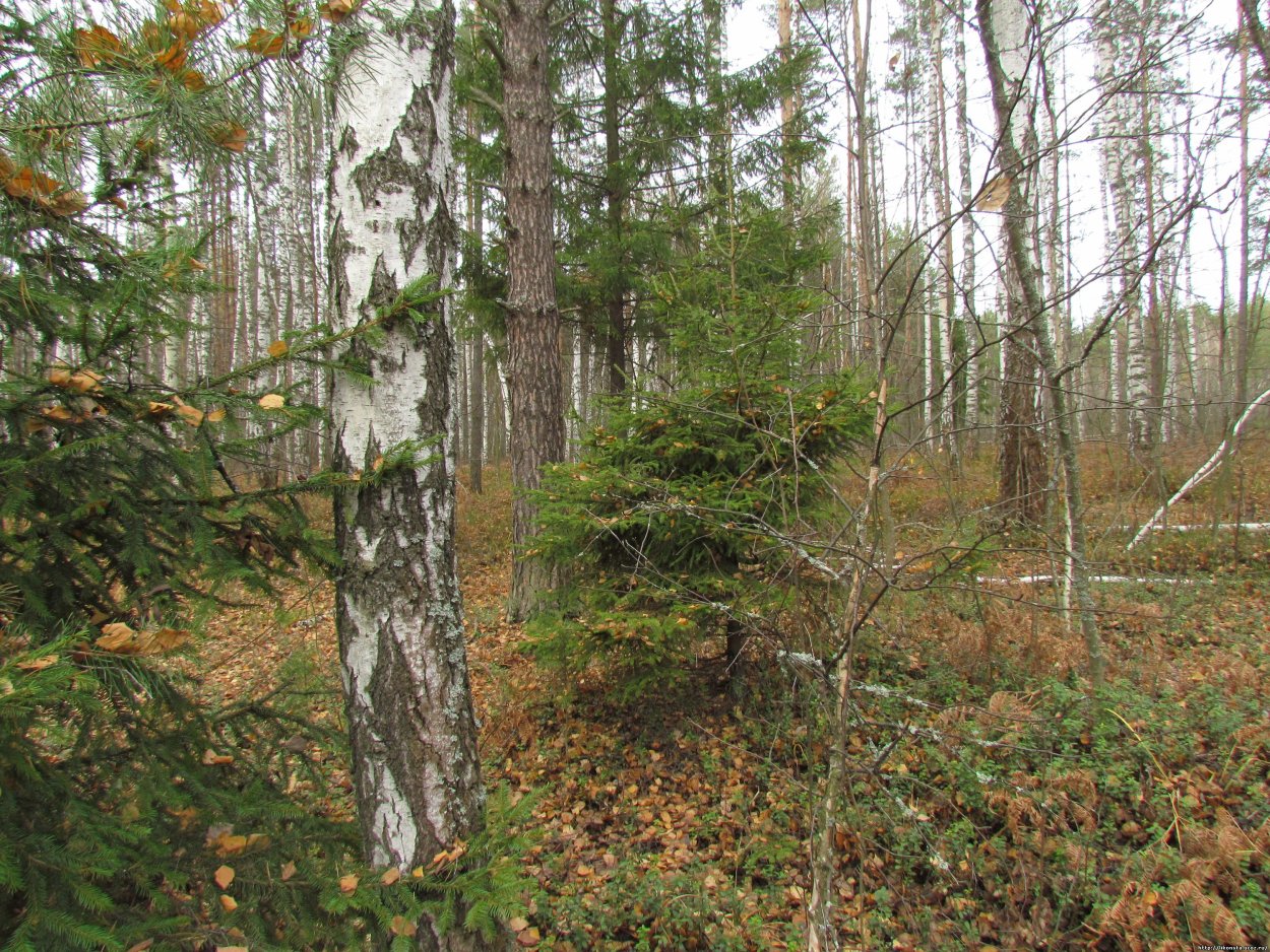 Елка в лесу осенью