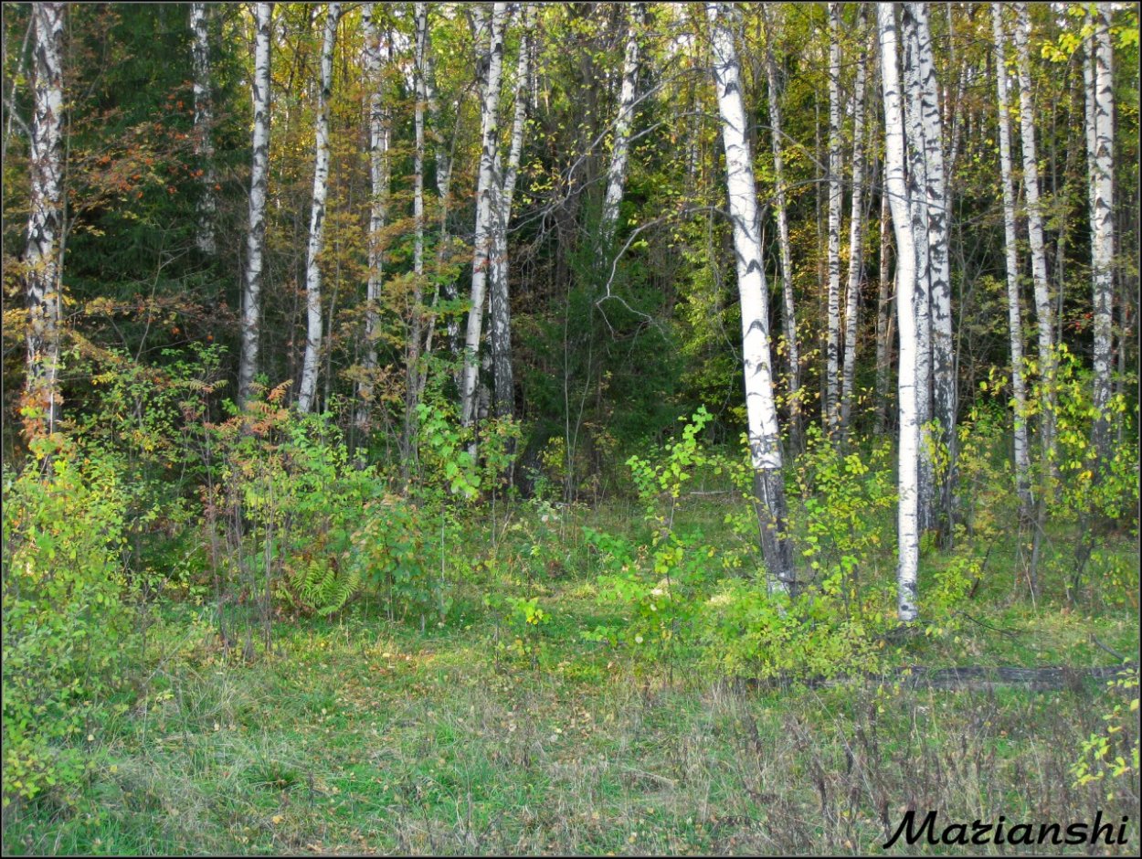 Место обитания березы