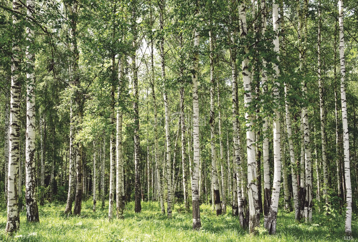 Березовые Рощи в Ленинградской области