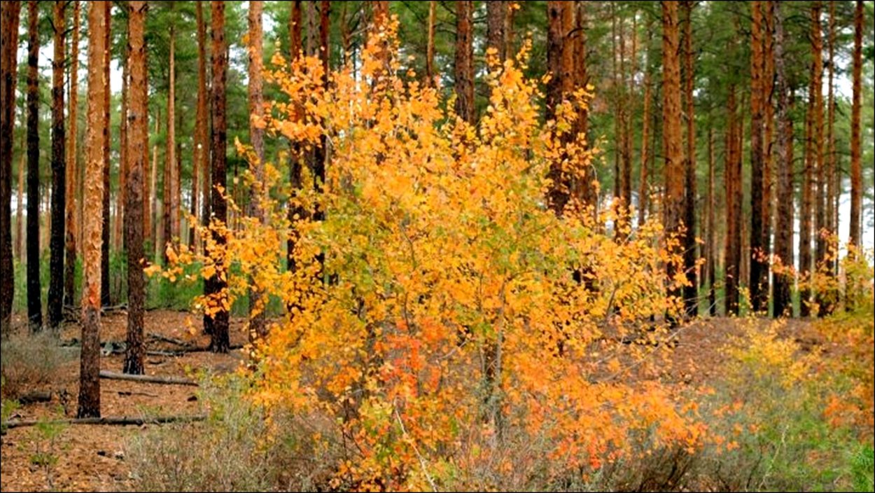 Янтарная сосна