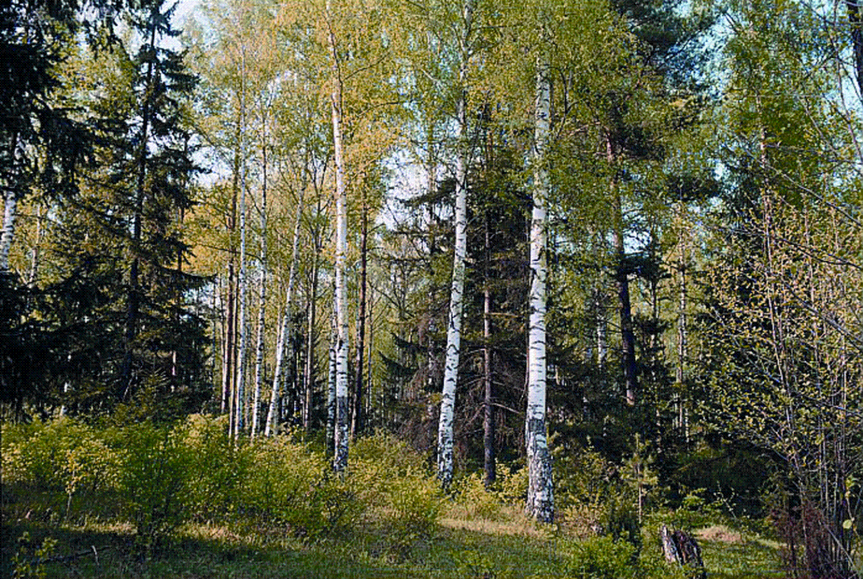 Смешанные леса Чувашии