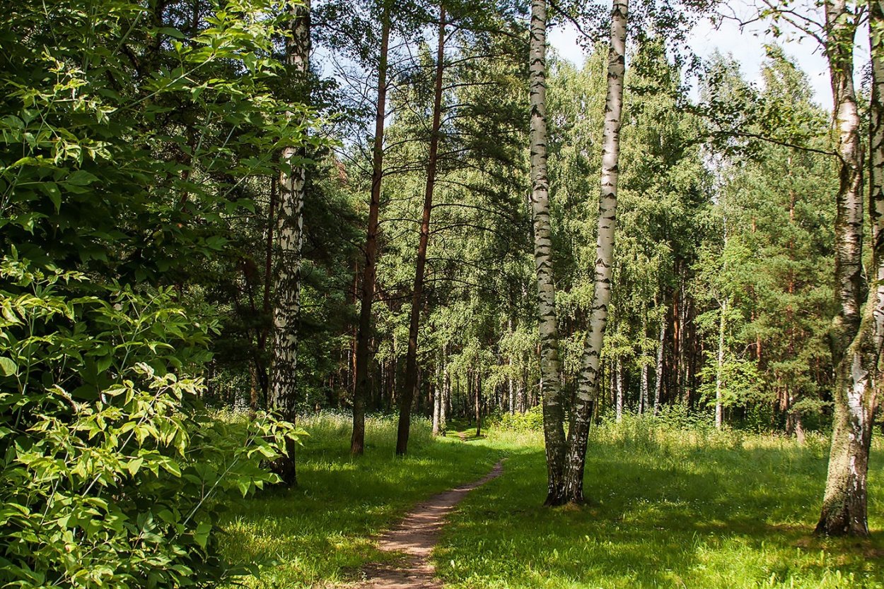 Березово Сосновый лес