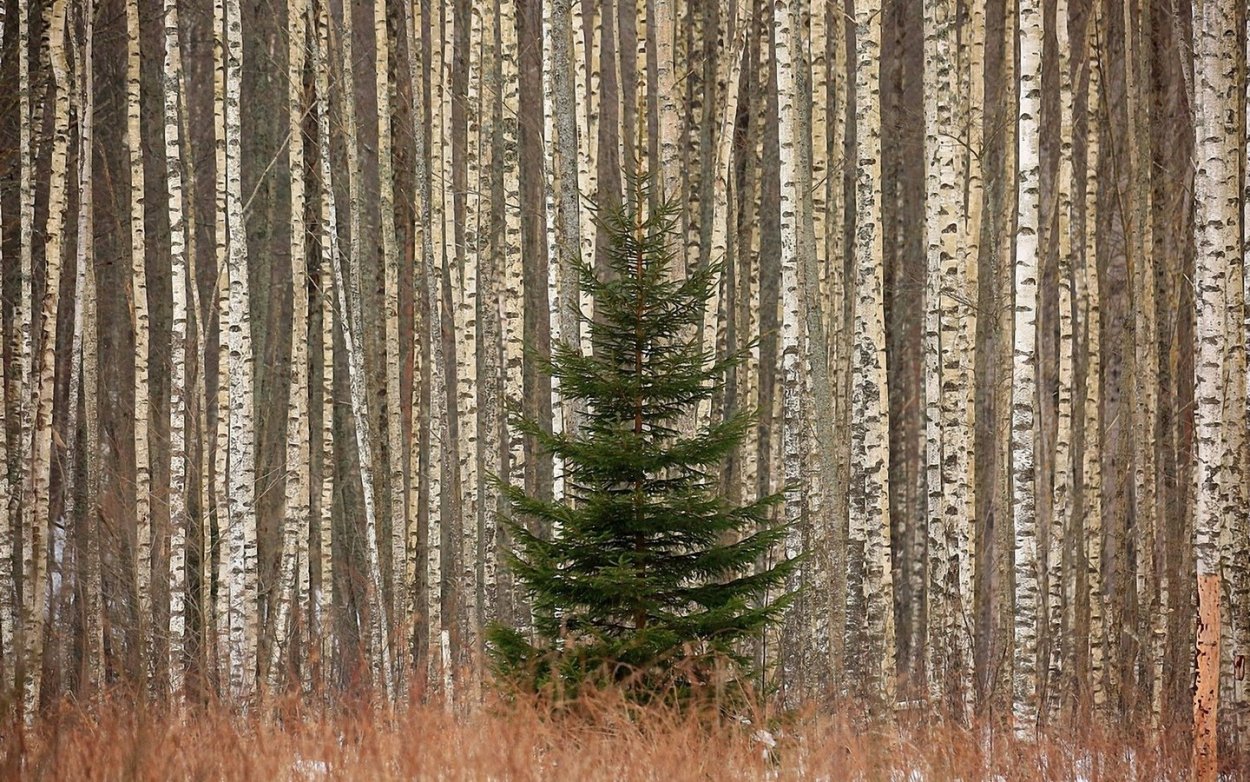 Огромная ель в лесу