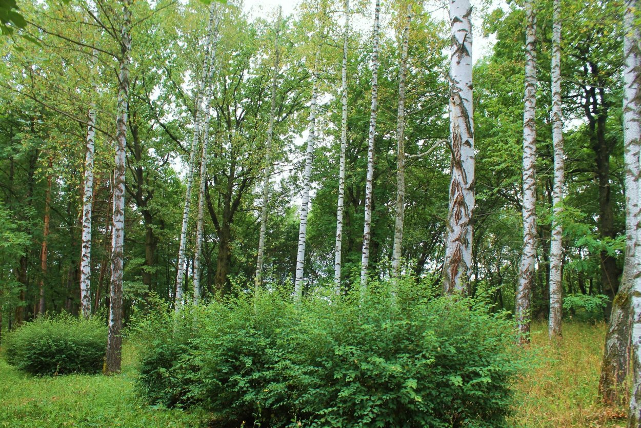 Березовая роща береза повислая