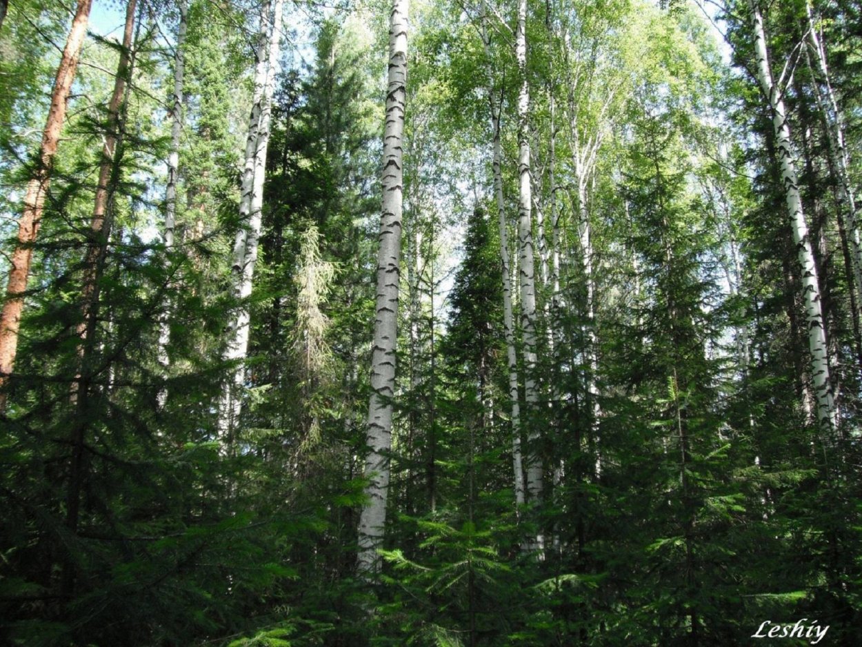 Березы Южного Урала