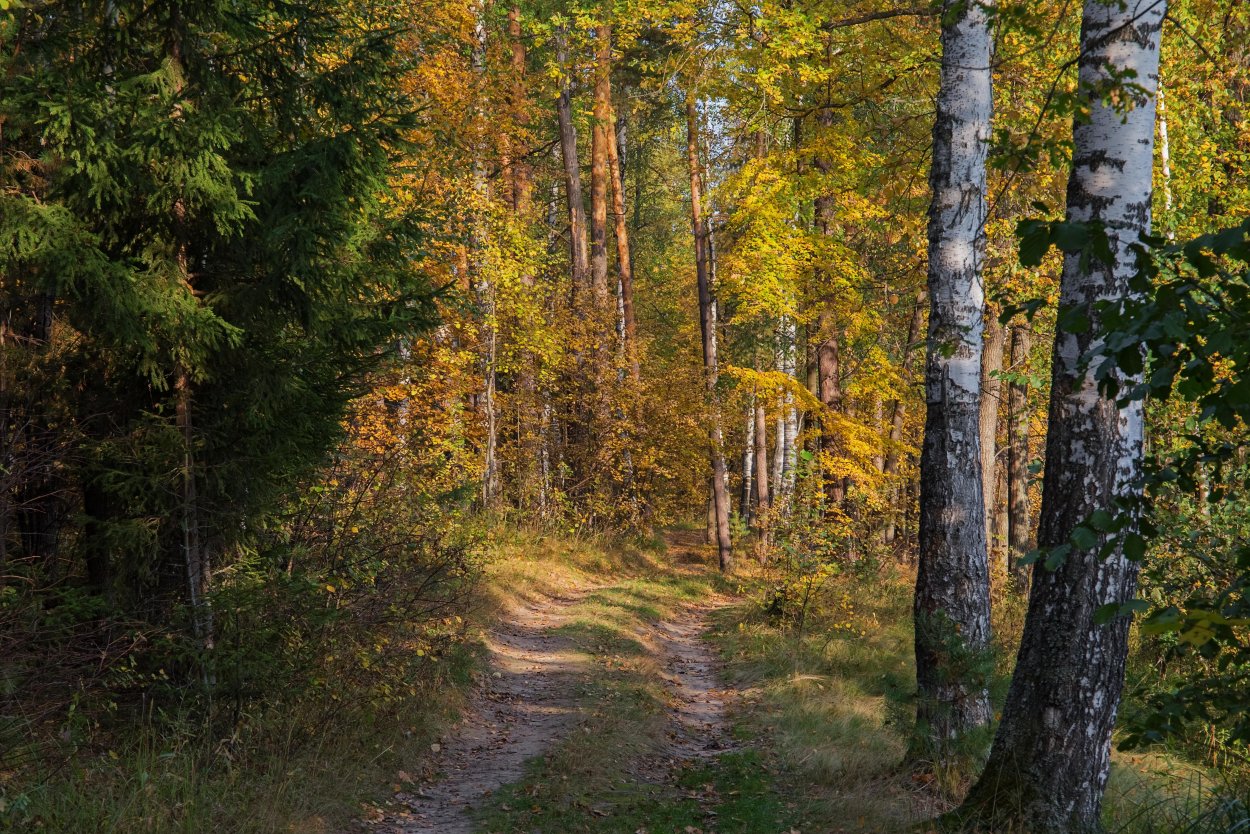 Лиственные леса Татарстана