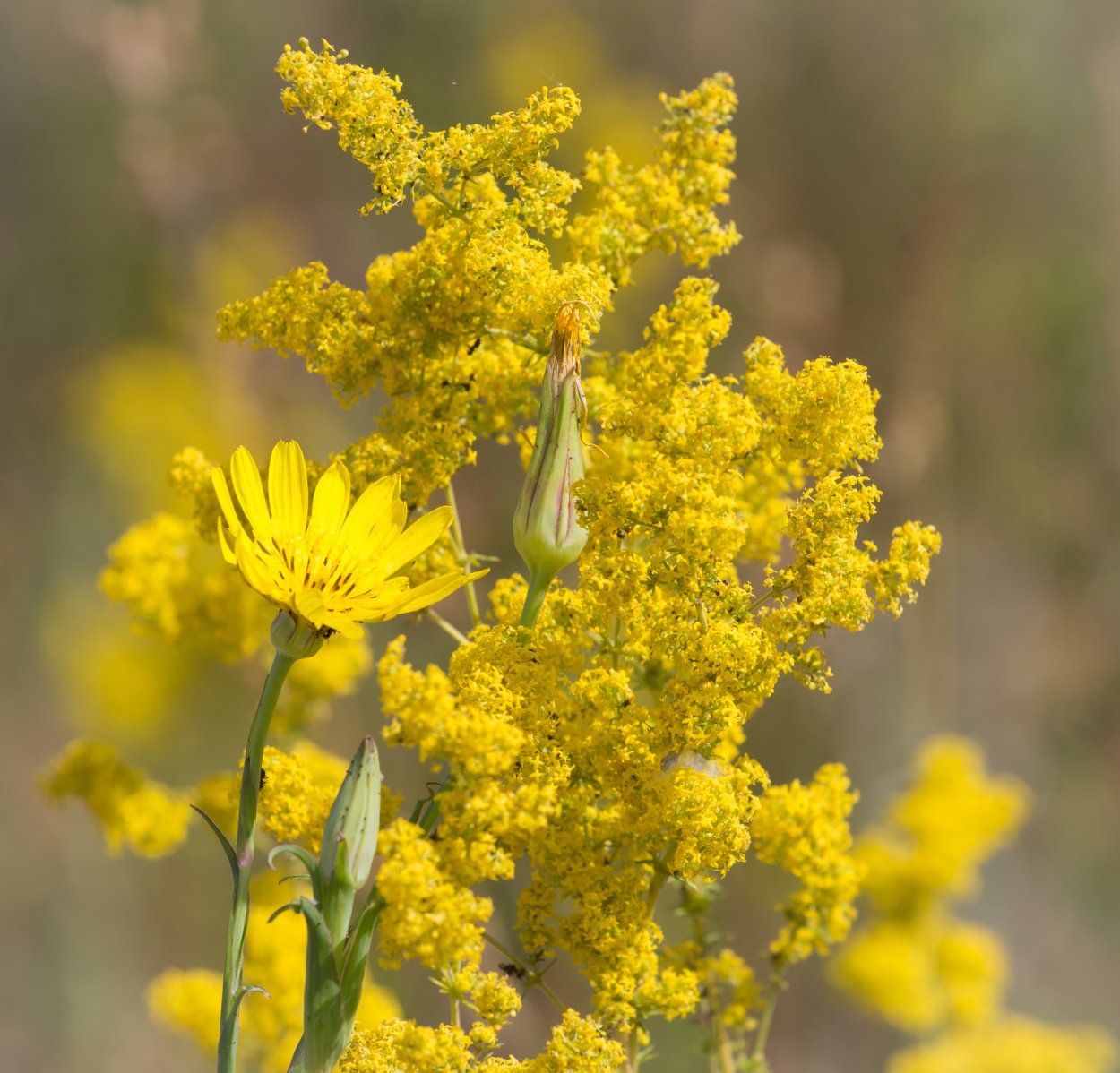 Подмаренник Луговой