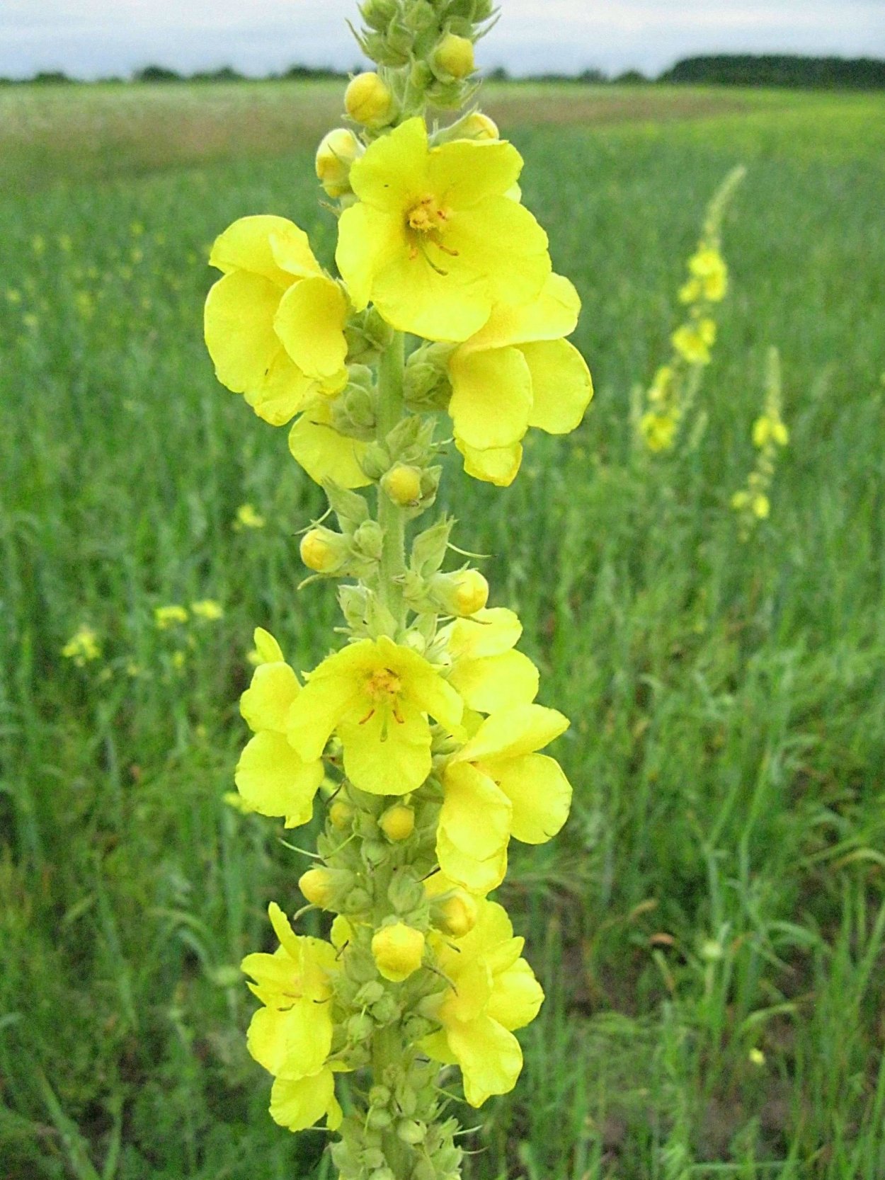 Коровяк обыкновенный