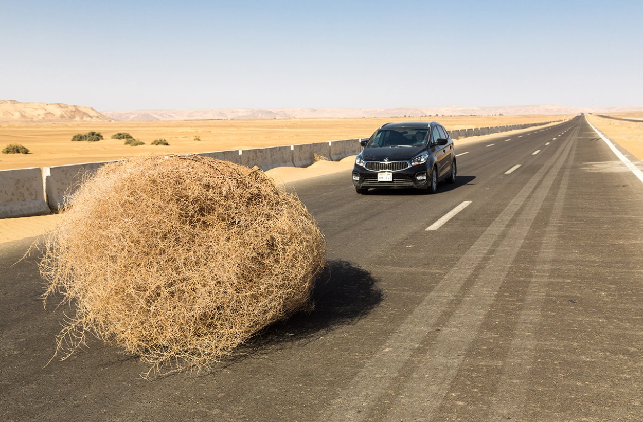 Перекати-поле растение