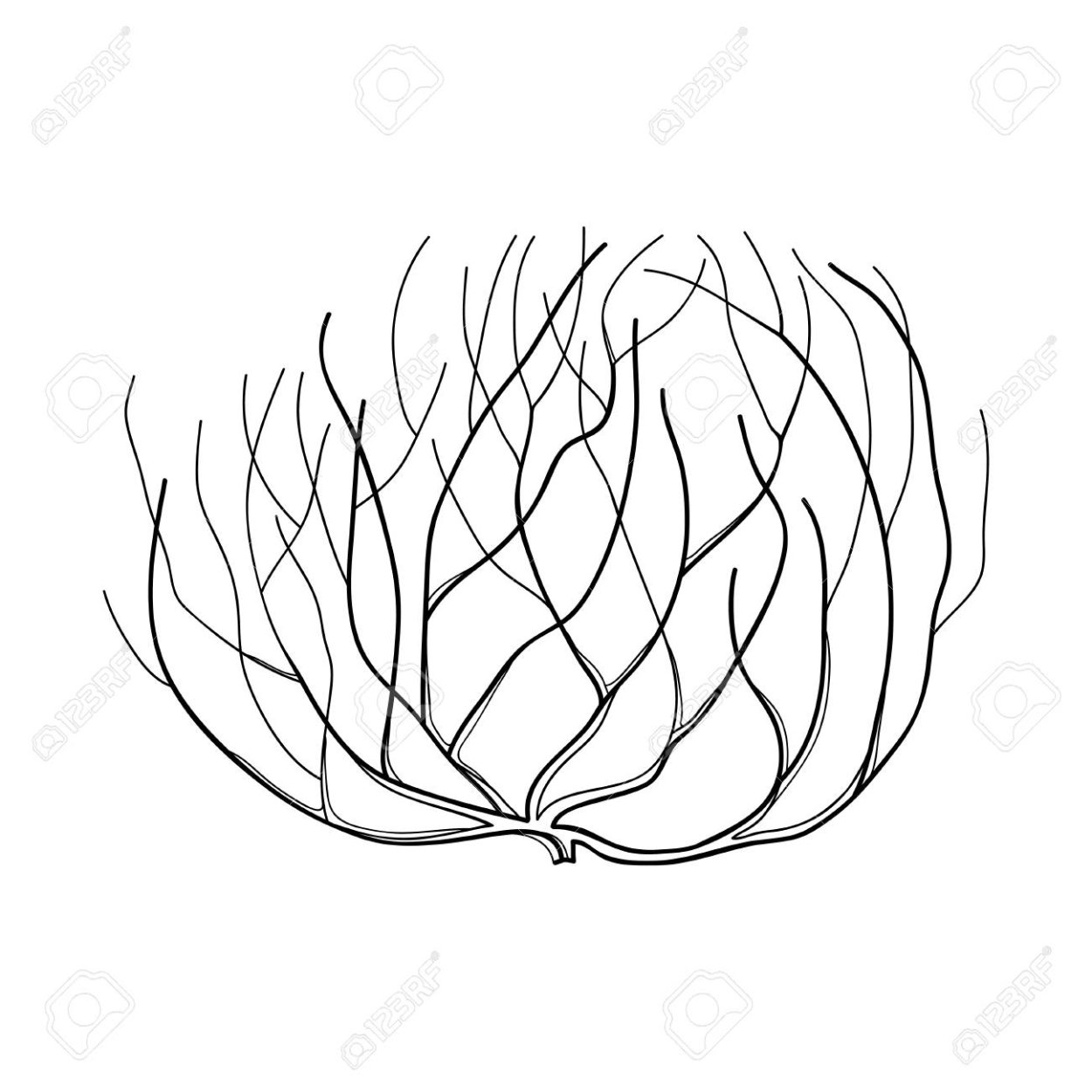 Перекати поле