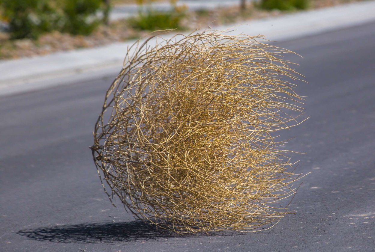 Перекати поле ботаника