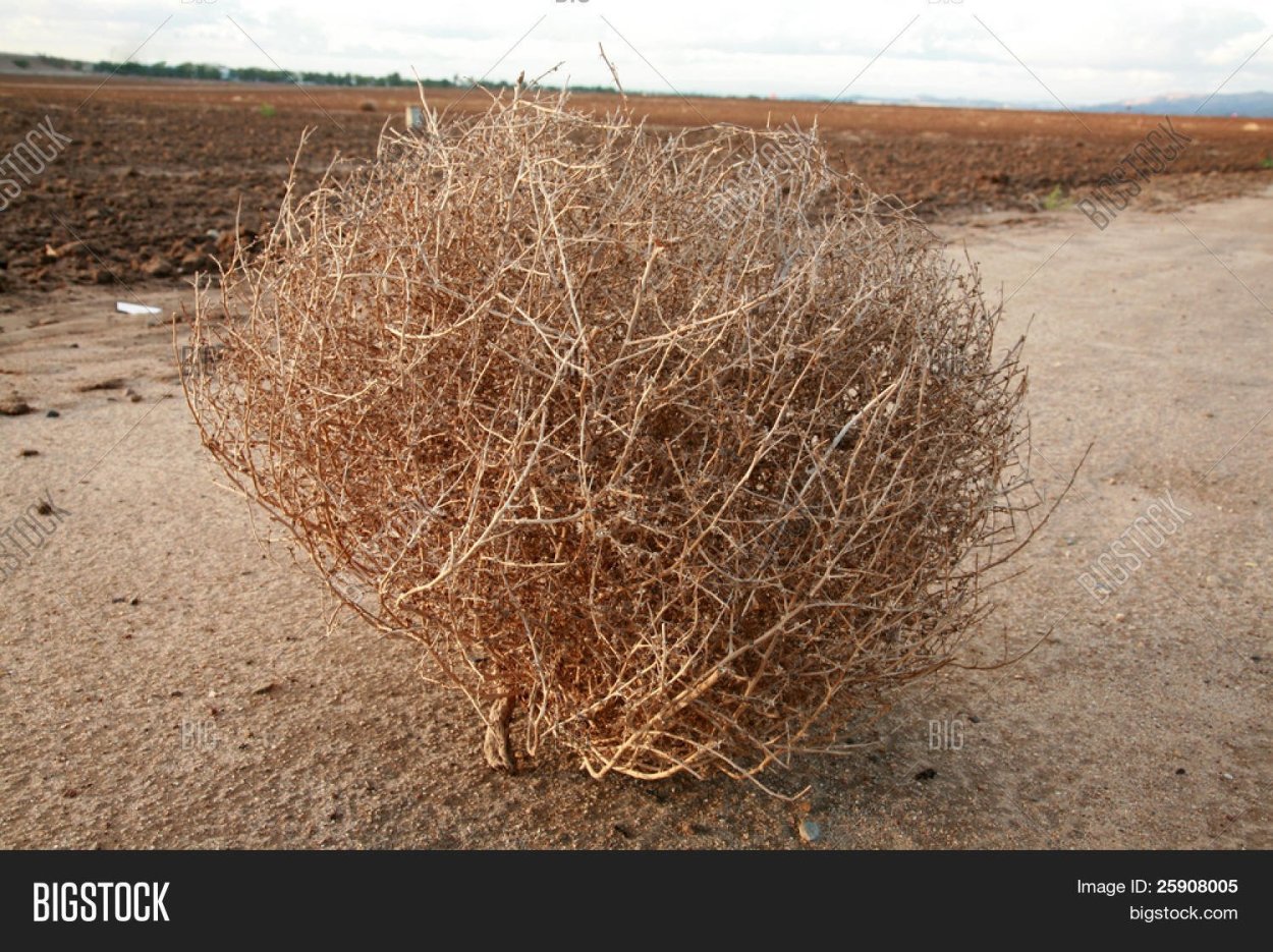 Перекати поле в пустыне