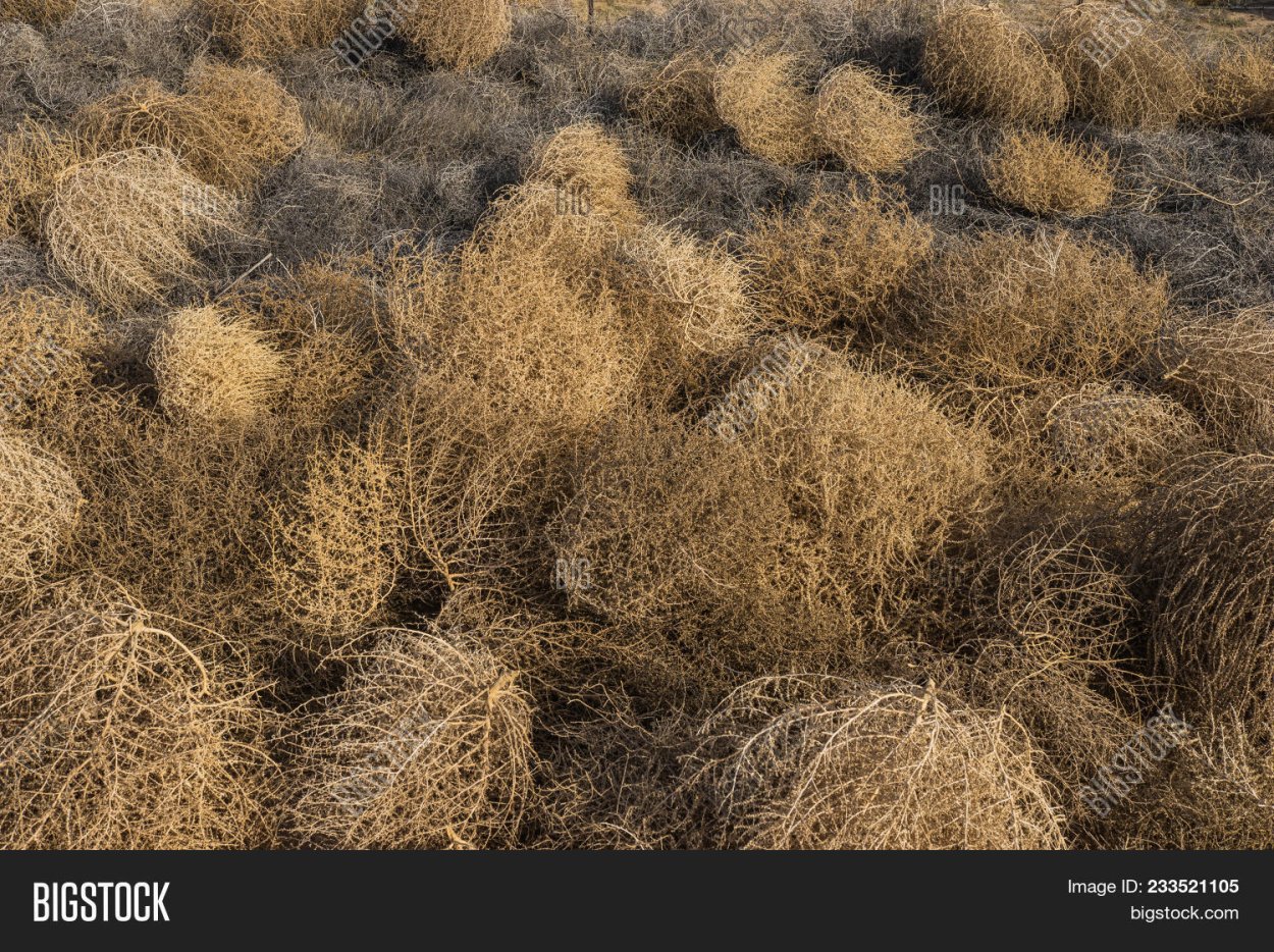 Перекати поле растение в Сальске