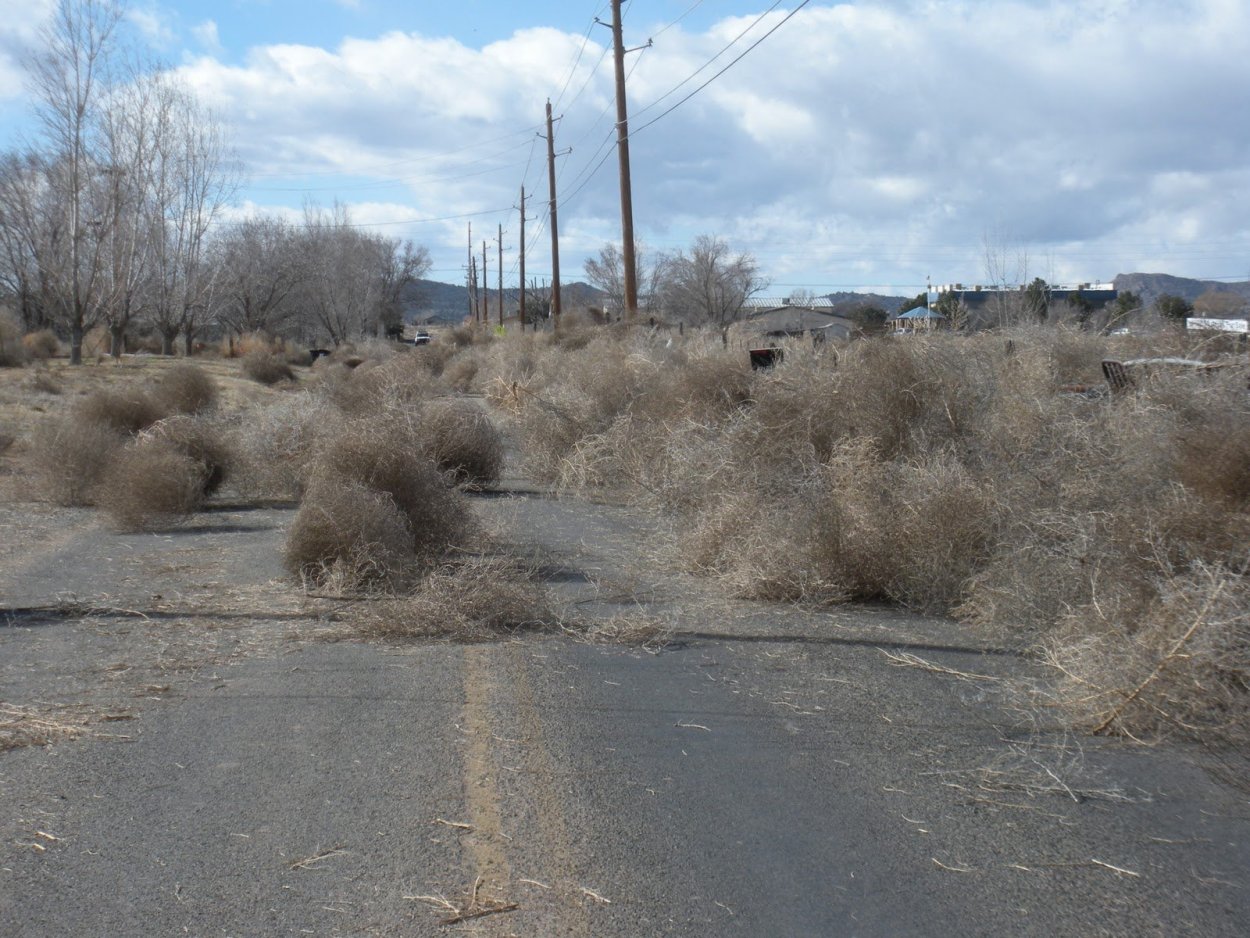 Перекати-поле растение