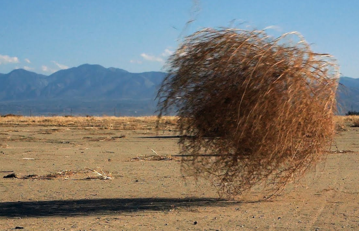 Перекати-поле растение