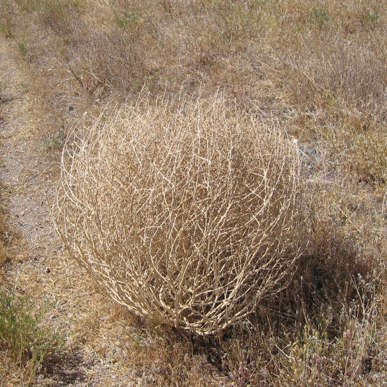 Перекати поле цветет