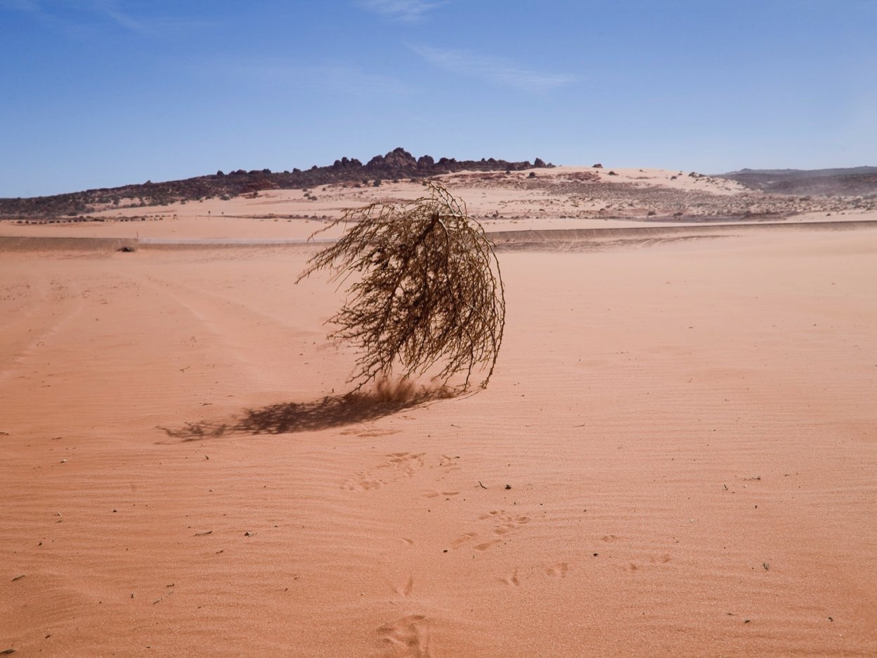 Перекати поле
