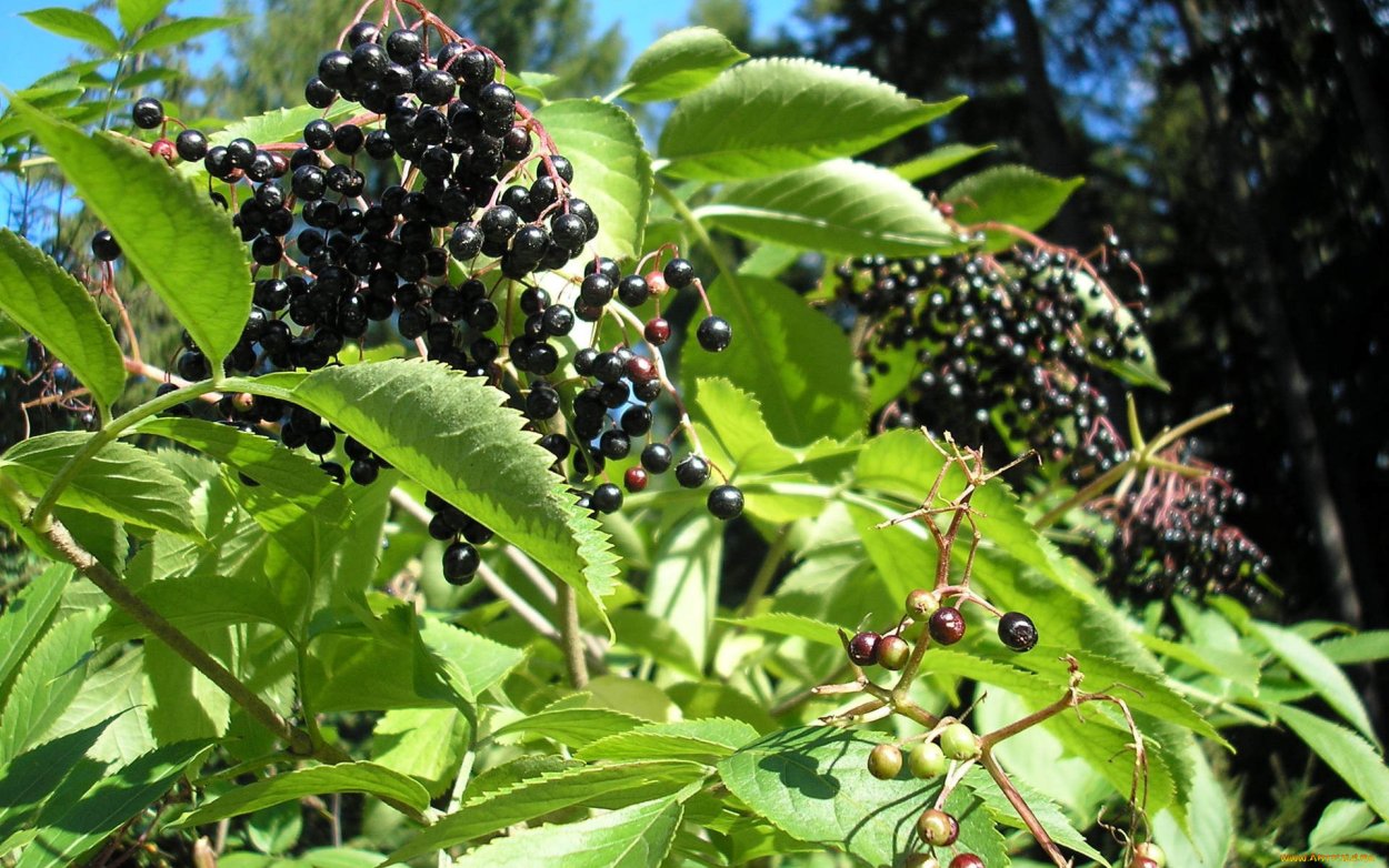 Амурский бархат ягоды