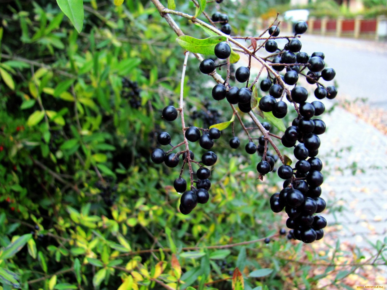 Черемуха черная ирга